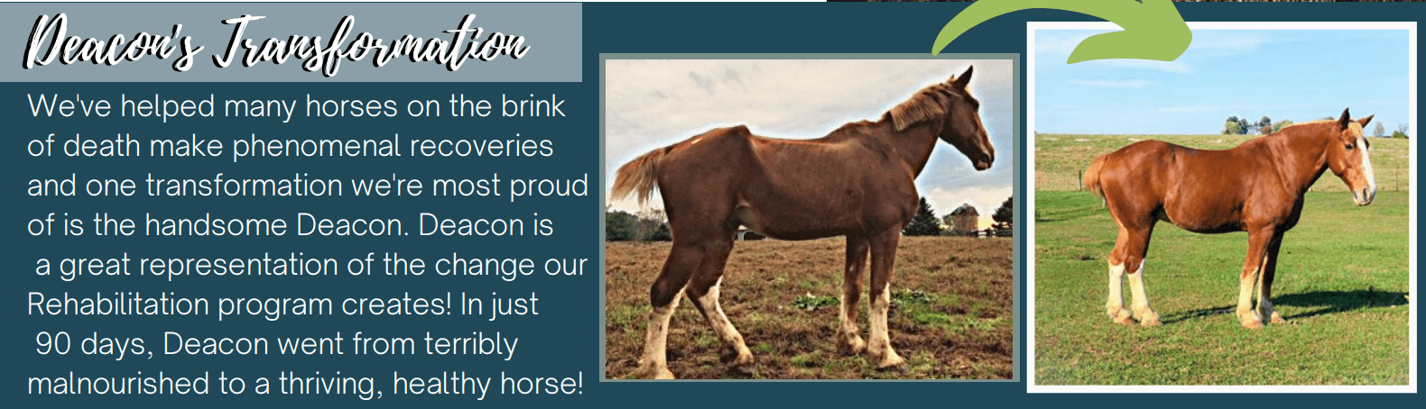 ending horse slaughter