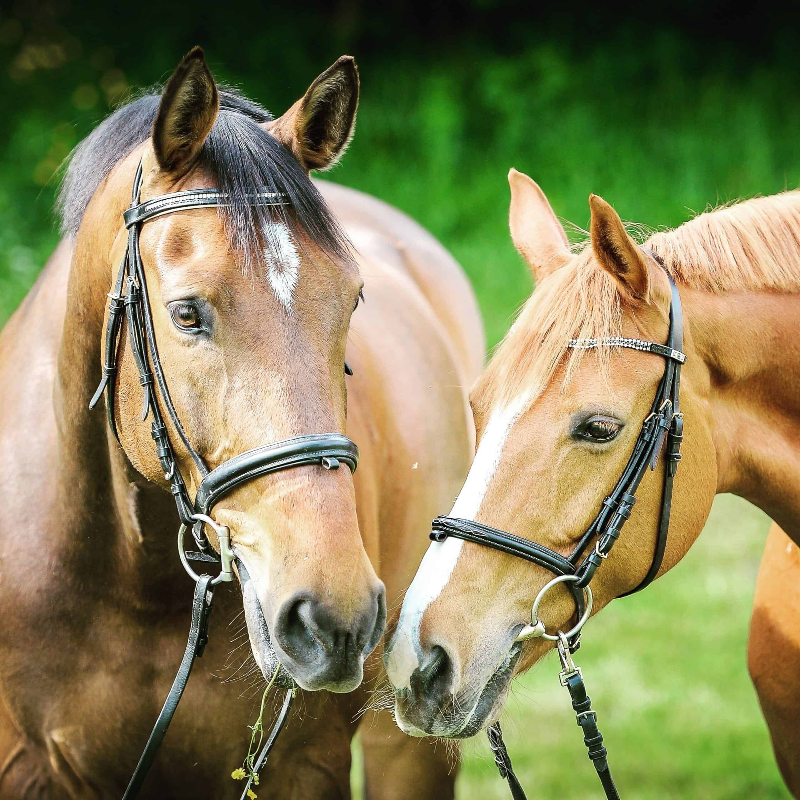 ending horse slaughter